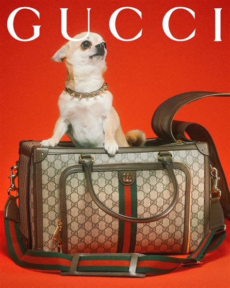 dog named gucci review|Gucci pet collection.